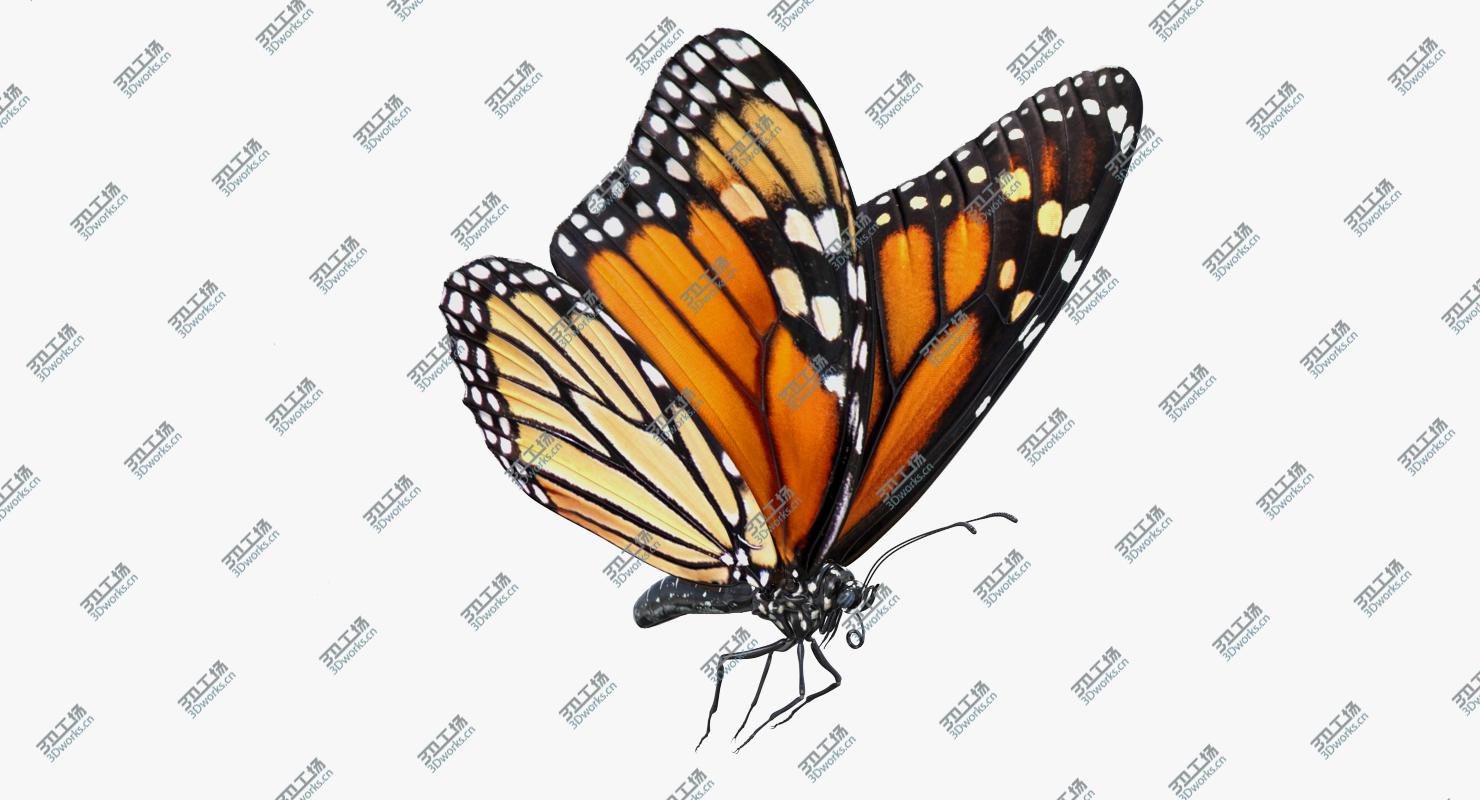 images/goods_img/202104021/3D Milkweed Butterfly Flying Pose/3.jpg
